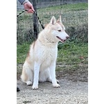 Siberian Husky D.o.c. - Foto n. 7