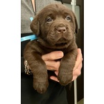 Splendidi Cuccioli di Labrador Retrievers Chocolate Puro - Foto n. 1