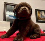 Splendidi Cuccioli di Labrador Retrievers Chocolate Puro - Foto n. 2
