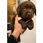 Splendidi Cuccioli di Labrador Retrievers Chocolate Puro - Foto n. 3