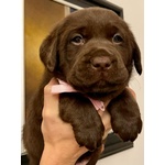 Splendidi Cuccioli di Labrador Retrievers Chocolate Puro - Foto n. 4