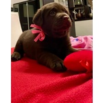 Splendidi Cuccioli di Labrador Retrievers Chocolate Puro - Foto n. 5