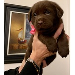 Splendidi Cuccioli di Labrador Retrievers Chocolate Puro - Foto n. 6