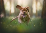 Cuccioli di Dogue de Bordeaux - Foto n. 2