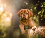 🐶 Dogue De Bordeaux maschio di 3 mesi in vendita a Milano (MI) e in tutta Italia da privato