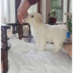 Cucciole di Bichon a poil Frise' - Foto n. 4