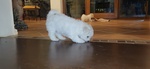 Cucciole di Bichon a poil Frise' - Foto n. 5