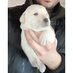 🐶 Labrador in vendita a Polistena (RC) e in tutta Italia da privato
