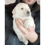 Cuccioli Labrador