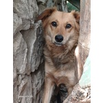 Cagnolina Timida Cerca Casa - Foto n. 3