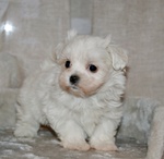 Maltese Cuccioli Italiani con Pedigree Enci - Foto n. 2