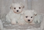 Maltese Cuccioli Italiani con Pedigree Enci - Foto n. 3