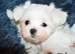 Maltese Cuccioli Italiani con Pedigree Enci - Foto n. 4