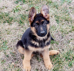 Bellissima Cucciola Pastore Tedesco pelo Corto