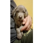 🐶 Weimaraner maschio in vendita a Stazzema (LU) e in tutta Italia da privato