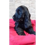 🐶 Cocker Spaniel Inglese maschio di 4 mesi in vendita a Castelfidardo (AN) e in tutta Italia da privato