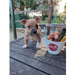 Cucciolo Amstaff con Pedigree - Foto n. 4