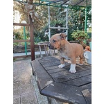 Cucciolo Amstaff con Pedigree - Foto n. 5