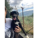 🐶 Altra Razza femmina di 2 anni e 2 mesi in adozione a Torino (TO) da privato