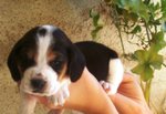 Cuccioli di Beagle