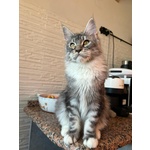 Cuccioli Maine coon Disponibile