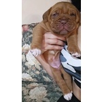 🐶 Dogue De Bordeaux di 4 mesi in vendita a Roma (RM) e in tutta Italia da privato