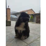 🐶 Volpino Italiano di 8 settimane (cucciolo) in vendita a Casale Monferrato (AL) e in tutta Italia da privato