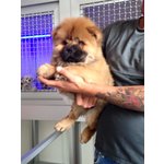 Chow chow Disponibili