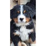 Bovaro del Bernese Disponibili Cuccioli con Pedigree