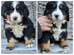 Bovaro del Bernese Disponibili Cuccioli con Pedigree - Foto n. 2