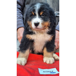 Bovaro del Bernese Disponibili Cuccioli con Pedigree - Foto n. 3