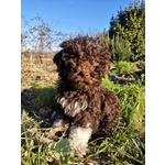 🐶 Lagotto Romagnolo maschio di 4 mesi in vendita a Acqualagna (PU) e in tutta Italia da privato