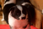 🐶 Border Collie di 6 settimane (cucciolo) in vendita a Marino (RM) e in tutta Italia da privato