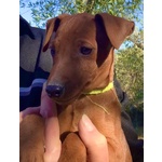 Pinscher Nano - Foto n. 3