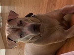 Atlas Bellissimo thai Ridgeback in Regalo - Foto n. 4