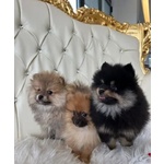 Pomerania toy e Nani