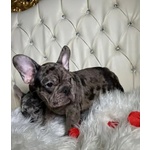 Bouledogue Francese Cuccioli