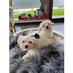 🐶 Maltese maschio in vendita a Milano (MI) e in tutta Italia da privato