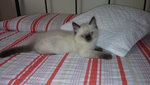 Cucciolo Ragdoll