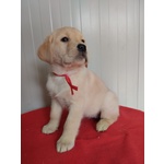 Labrador Femminuccia con Pedigree