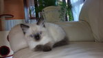 Cucciolo Ragdoll - Foto n. 2