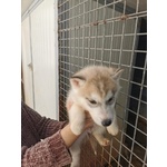 🐶 Husky di 3 mesi in vendita a Marsala (TP) e in tutta Italia da privato