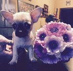 Cuccioli Chihuahua - Foto n. 2