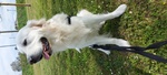 Maschio di Golden Retriever per Accoppiamento - Foto n. 1