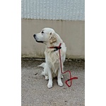 Maschio di Golden Retriever per Accoppiamento - Foto n. 3