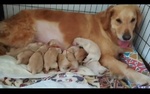 5 Femmine 4 Maschi Golden Retriever Ottima Genealogia