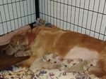 5 Femmine 4 Maschi Golden Retriever Ottima Genealogia - Foto n. 3