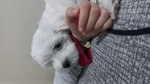 Cucciolo Maltese - Foto n. 2