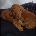 🐶 Barboncino femmina di 5 settimane (cucciolo) in vendita a Carrara (MS) e in tutta Italia da privato