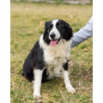 🐶 Border Collie femmina in adozione a Vidigulfo (PV) da associazione animali